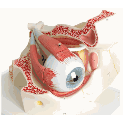 F13 Eye In Orbit 7 Parts, sold as each by 3B Scientific brand Nasco SB41431