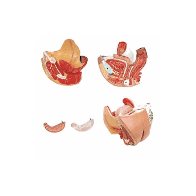 Female Genital Organs Model - Model, Female G