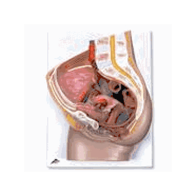  Female Pelvis, 2 part