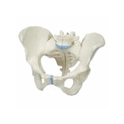 Female Pelvis, 3 Part
