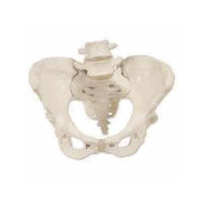 Female Pelvis Skeleton