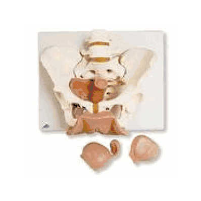 Female Pelvis Skeleton with Genital Organs, 3 part