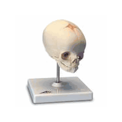 Fetal Skull Model, 30th week of pregnancy, on stand