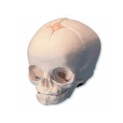 Fetal Skull Model, natural cast, 30th week of pregnancy