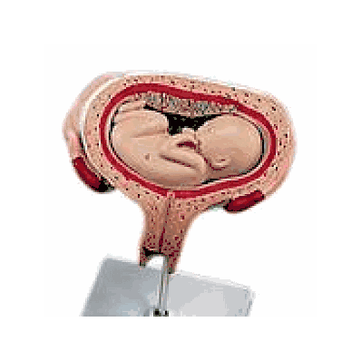 Fetus, month 5, dorsal position, sold as Each by American 3B Scientific L10/6