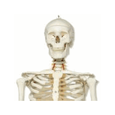 Flexible Skeleton Model - Fred, Wire Mounted