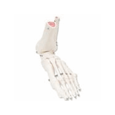 Foot And Ankle Skeleton, Left