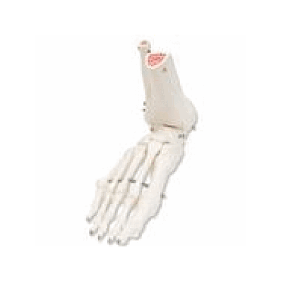 Foot And Ankle Skeleton, Right