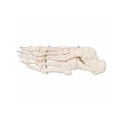 Foot Skeleton, Left