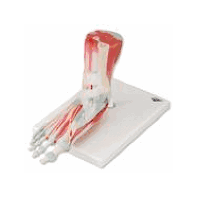Foot Skeleton Model with Ligaments and Muscles
