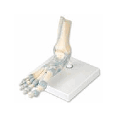 Foot Skeleton Model with Ligaments