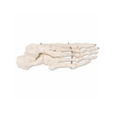Foot Skeleton, Right