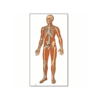 Front View Human Skeleton Chart with rods