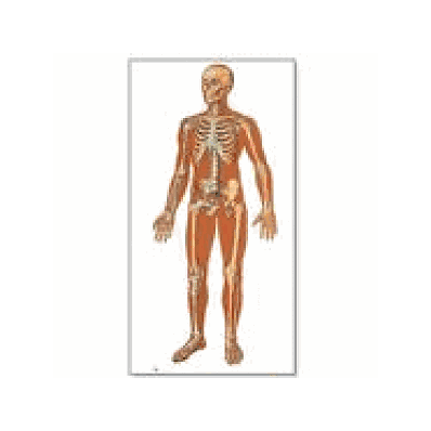Front View Human Skeleton Chart without rods
