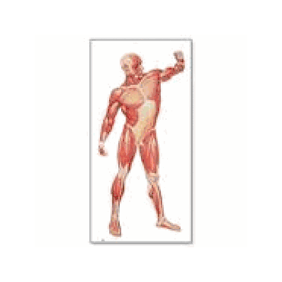 Front View Musculature Chart without rods