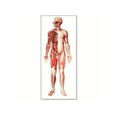 Front View Nervous System Chart with wooden rods