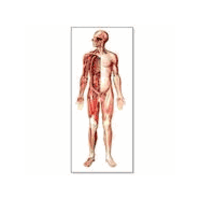 Front View Nervous System Chart without rods
