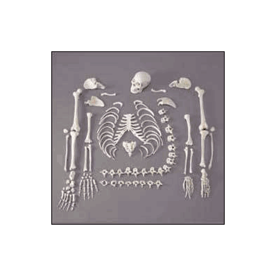 Full Disarticulated Budget Skeleton - Skeleto
