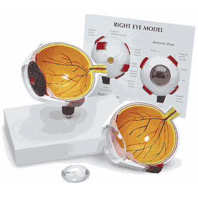 Full Eye Model