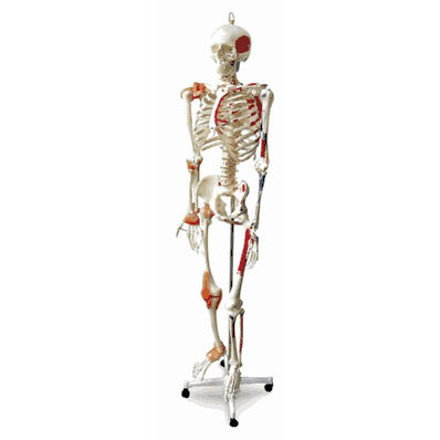 Full-Size Human Skeleton with Muscles and Ligaments