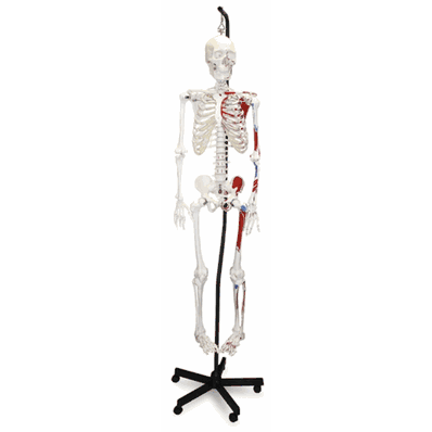 Skeleton with Muscle