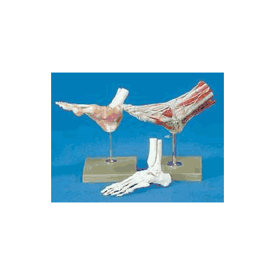 Functional Foot / Ankle Model - Model, Foot P