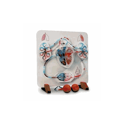 Functional Heart And Circulatory System Model