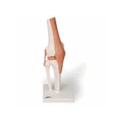 Functional Knee Joint