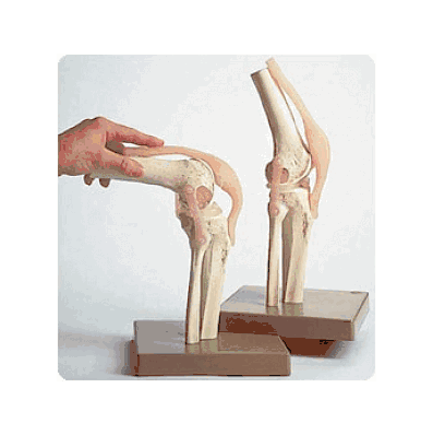 Functional Knee W Ligaments - Medline
