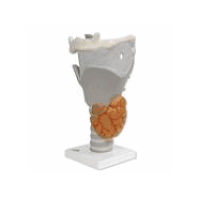 Functional Larynx Model, 2.5 times full-size