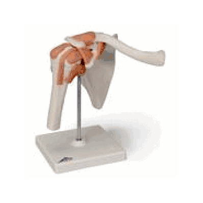 Functional Shoulder Joint