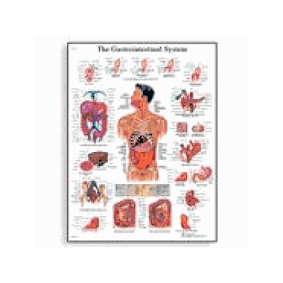 Gastrointestinal System Chart
