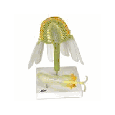 Genuine Camomile