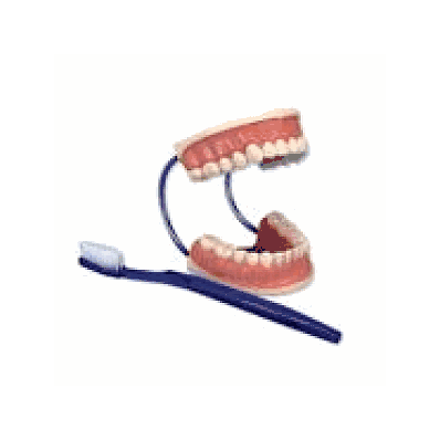 Giant Dental Care Model, 3 times life size