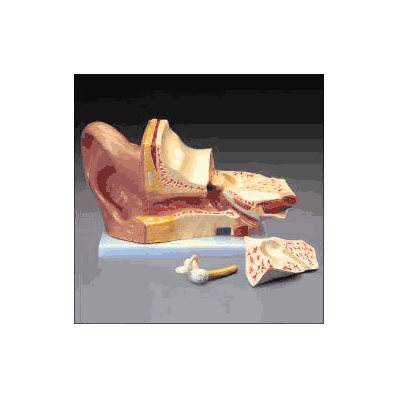 Giant Ear Model - Model, Giant Ear Budget -