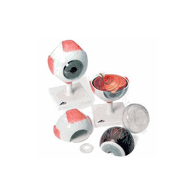 Giant Eye Mannequin - Mannequin, Eye Model W/
