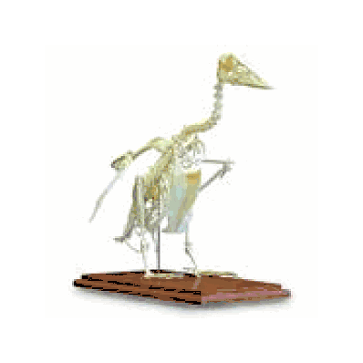 Goose Skeleton
