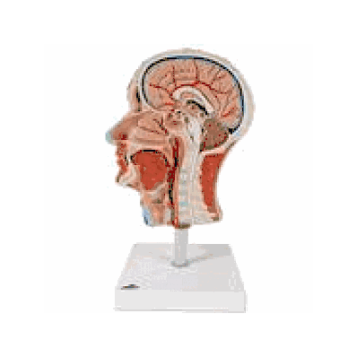 Half Head with Musculature