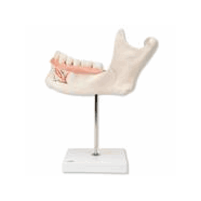  Half Lower Jaw, 3 times full-size, 6 part