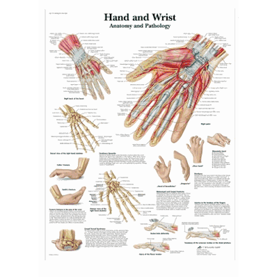 Hand and Wrist Chart