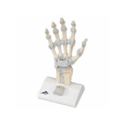 Hand Skeleton Model with Ligaments and Carpal Tunnel
