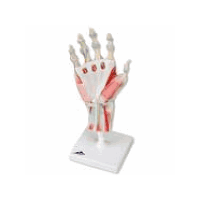 Hand Skeleton Model with Ligaments and Muscles