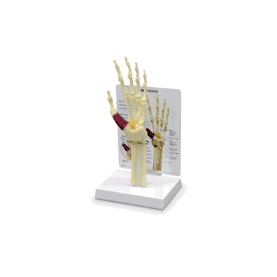 Hand/Wrist Model, with 5" x 6" x 1", Gray m