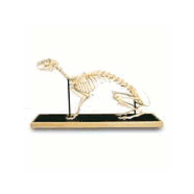 Hare Skeleton In Glass Case