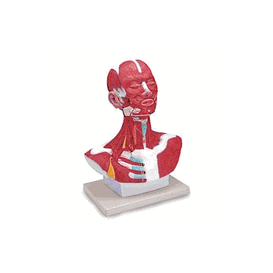 Head And Neck Musulature Model - Model, Head