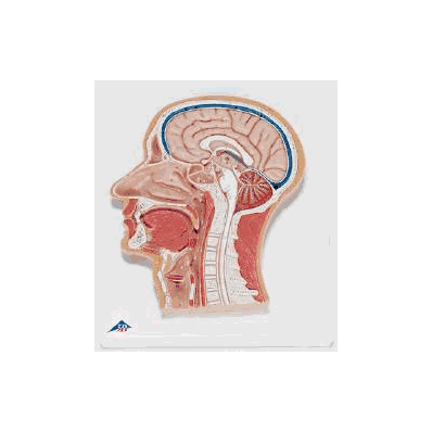 Head Median Section Model