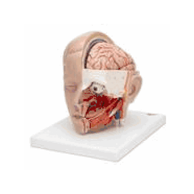 Head Model, 3 Part