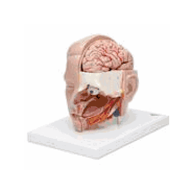 Head Model, 6 part