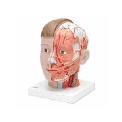 Head with Neck, 4 part