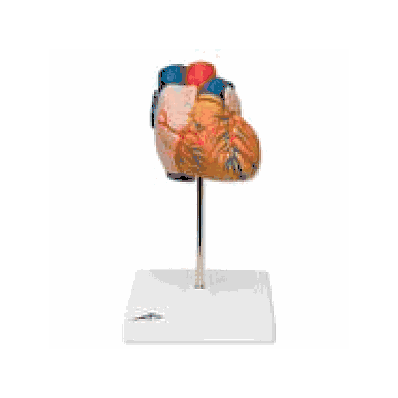 Heart, 2-part
